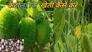 कंटोला की खेती कब और कैसे करे A to Z Jankari 🧐 Kantola ki khati [upl. by Mahgirb]