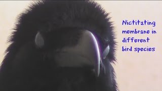 Nictitating membrane in different bird species [upl. by Iralam]