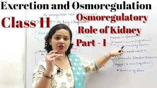 Osmoregulation by Kidney Part  1  Excretion and Osmoregulation Class 11  BioPoint Fatehabad [upl. by Atilahs]