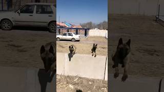 How did these two dogs save their owner shorts shortsfeed [upl. by Krause]