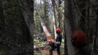 Felling some big ones for fire mitigation [upl. by Chlo]