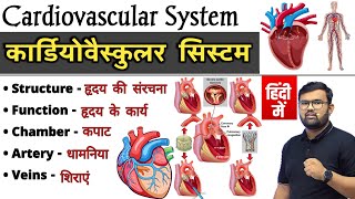 Cardiovascular System  हिंदी  Heart  Structure of Heart  Human Heart  Anatomy And Physiology [upl. by Carder]