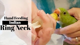 Hand feeding Indian ring neck parrot babies  Step by step bird hand feeding guide [upl. by Wileen]