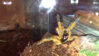 Pterinochilus murinus aka quotOBTquot Threat Display [upl. by Aikenat577]