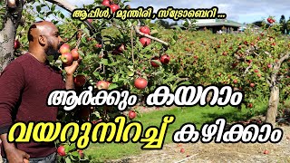 ലാഭം കൊയ്യുന്ന കോർപ്പറേറ്റ് ഫാമുകൾ  apple grapes farms with different marketing strategy [upl. by Marylinda170]