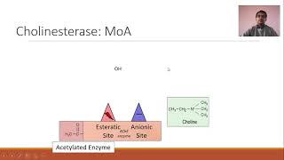 Cholinesterase and its inhibitors [upl. by Munafo]