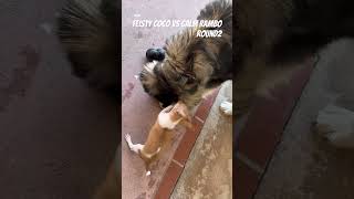 Round 2 FEISTY COCO VS CALM RAMB0 rocky song music rock puppy funny cute pets classic [upl. by Irama]