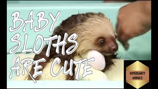 Cutest Baby Sloth Compilation [upl. by Mullane349]