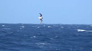 Softplumaged Petrel Feb 15 2019 off Macquarie Island [upl. by Ellon67]