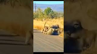 Baboons attacking cheetah ferocious and carnivorous 😋 [upl. by Iah]