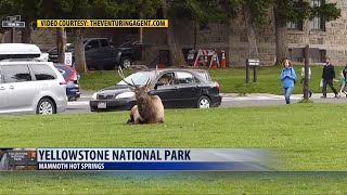 Second elk attack in Yellowstone Park caught on video [upl. by Vadnee]