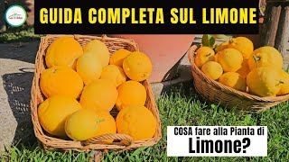 Come Coltivare Il Limone  GUIDA COMPLETA SUI LIMONI  quotCura La Naturaquot [upl. by Marlen]