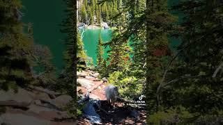 Nothing better than mountain views and wildlife love happytrails nature animals wildlife [upl. by Ytsim]