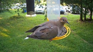 Mourning Doves [upl. by Shanie]