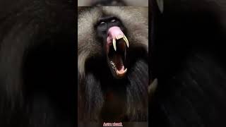 Babool Bandar jungle ka jallad Bandar ytshortvideo sciencofacts animals scifactscentral facts [upl. by Allemat]