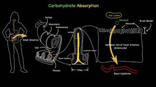 Carbohydrate Glucose Absorption [upl. by Aohk400]