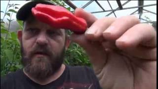 âŸ¹ Italian Pepperoncini Pepper Capsicum annuum longum TASTE TEST AND POD REVIEW [upl. by Eenar]