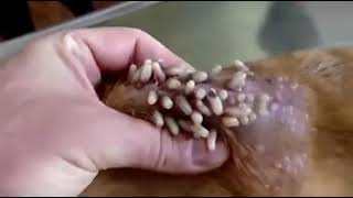 MASS BOTFLY LARVAE REMOVAL FROM DOG [upl. by Earezed400]