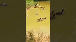 Guess how many ducks are there 🦆 trending mrhib01 nature youtubeshorts ducksviralshorts [upl. by Quinton]