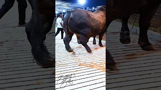 Mighty 1200 kg bull returns to the barn after a display session [upl. by Drarig]