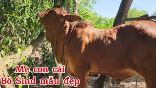 Út Ba Tri báo giá dùm khách bộ ba mẹ con bò cái bô sind mẫu đẹp [upl. by Carlton]