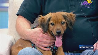 Pet of the Week Doogie Finger Lakes SPCA [upl. by Hedwiga700]