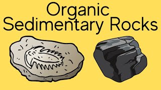 Organic Sedimentary Rocks [upl. by Eugnimod]