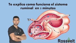 Fisiología Ruminal [upl. by Giana]