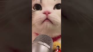 Most Funny Cat Karaoke 🎤😸😸cats cat catshorts cutecat funny 🤣🤣🤣 [upl. by Ennagrom]