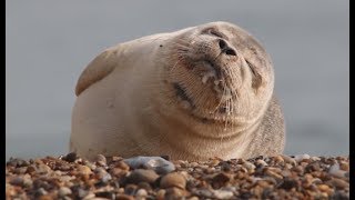 This Seal Cant Stop Sneezing [upl. by Ilana]