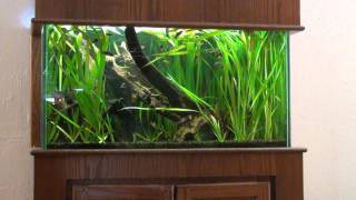 58gallon Glowlight Danio and Melon Barb tank [upl. by Wallford]