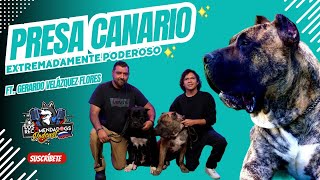 Presa Canario Poder en su máxima expresión Ep 24 Los RecomendaDogs [upl. by Niliak]