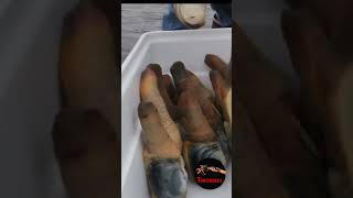 ALMEJA GENEROSA O GEODUCK [upl. by Eihctir]