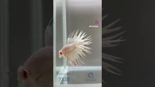 7338 l Betta splendens Crowntail White [upl. by Notyap]