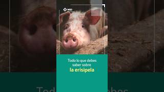 Erisipela porcina 🐖 cuidados veterinaria porcicultura [upl. by Cyrano]