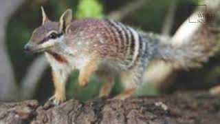 Interesting facts about numbat by weird square [upl. by Saidee]