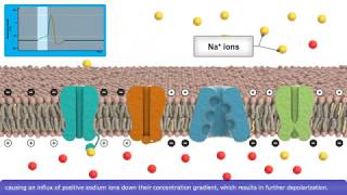 The resting state of a voltagegated sodium channel [upl. by Seana]