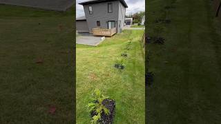 Planted another 14 Green Giant ThujaArborvitae for our hedge October 2024 shorts garden home [upl. by Merras]