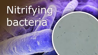 All About Nitrifying Bacteria in Your Aquarium What they Are and Where Can You Find Them [upl. by Lai]