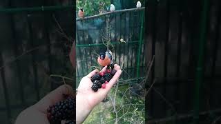 bullfinch zebra finch canary siskin goldfinch mugurar scatiu sticlete music bird nature [upl. by Guyer552]