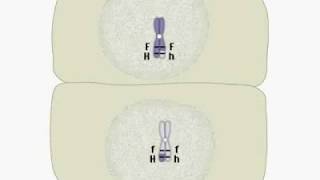 Rekombinan akibat pindah silang pada proses meiosis [upl. by Orag]