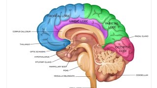 Development of Human Brain Part 02  2nd Year MBBS OSPE [upl. by Ahseital]