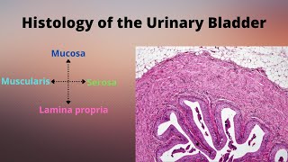 Histology of the Urinary Bladder [upl. by Marna621]