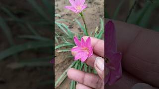 How to get more flowering in rain lily plant  2024 gardening summergarden rainliy flower [upl. by Eceinahs]