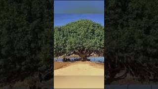 Sahabi tree 🌲 1445 old years  viral shorts [upl. by Moureaux]