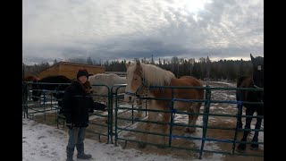 Whats Going On With Our DRAFT HORSES [upl. by Latricia]