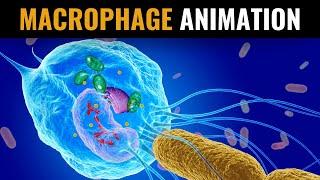 What Are Macrophages and How Do They Destroy Pathogens  Videonium’s SciTech Animations  Part 1 [upl. by Ariew]