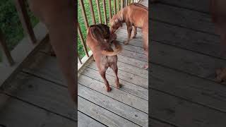 RHODESIAN RIDGEBACK PUPPIES [upl. by Norted]