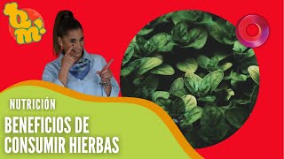 ¿Son buenas las hierbas aromáticas  QuéMañana [upl. by Woodberry4]