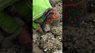 lihat Cara Nenek Ini Berburu Keranggrandma finding oyster on rock [upl. by Jonme]